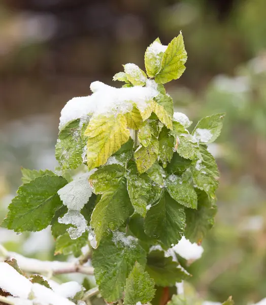 Nature — Stock Photo, Image