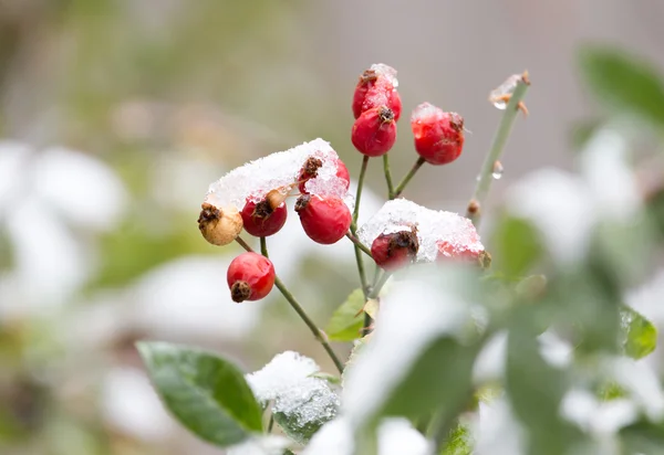 Nature — Stock Photo, Image