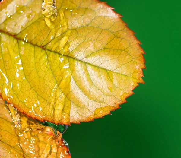 Naturaleza — Foto de Stock