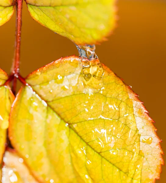 Natureza — Fotografia de Stock