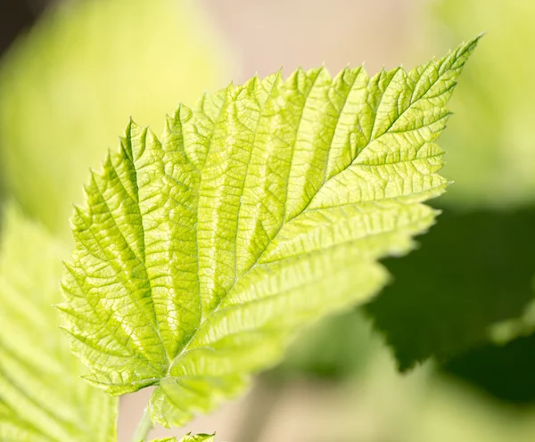 Natuur — Stockfoto