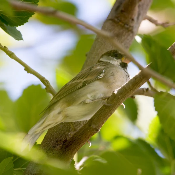 Nature — Stock Photo, Image