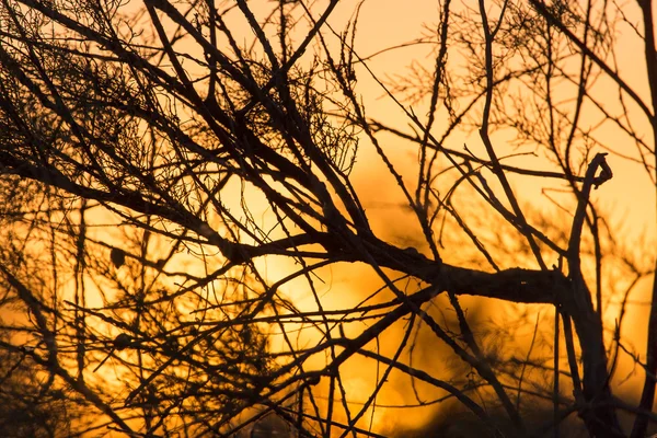 Natuur — Stockfoto