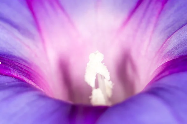 Καταπληκτικός macro μπλε λουλούδι — Φωτογραφία Αρχείου