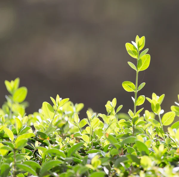 Natura — Foto Stock