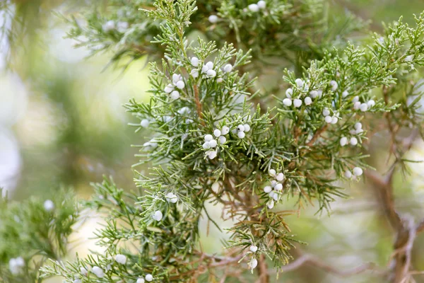 Natura — Foto Stock