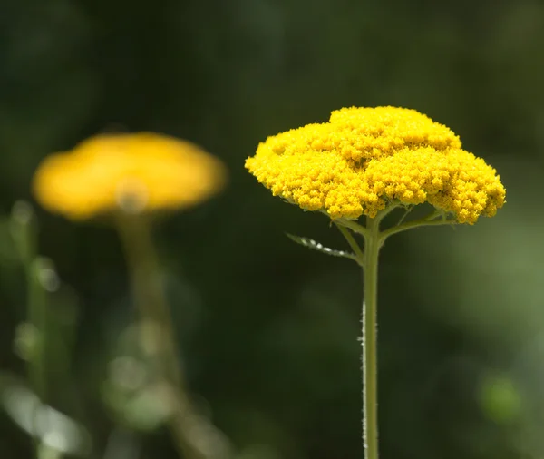 Natuur — Stockfoto