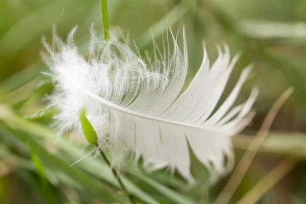 Nature — Stock Photo, Image