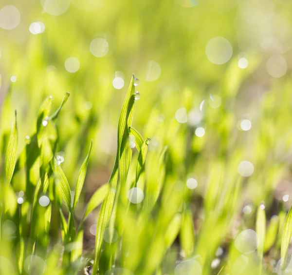 Natureza — Fotografia de Stock