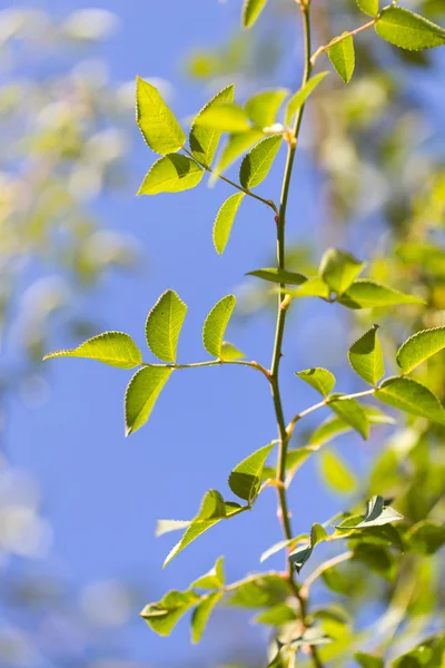 Nature — Stock Photo, Image