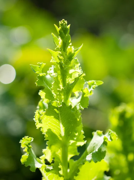 Naturaleza — Foto de Stock