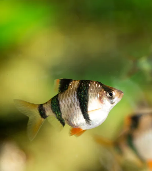 Natuur — Stockfoto