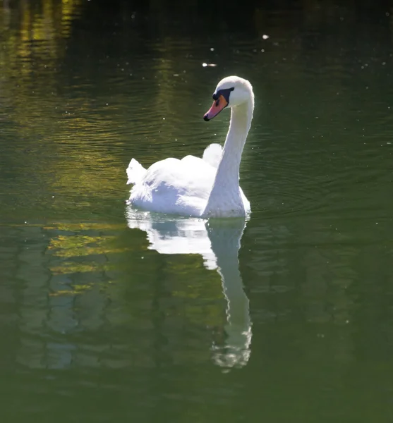 Natur — Stockfoto