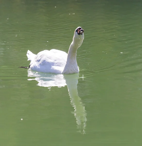 Nature — Stock Photo, Image