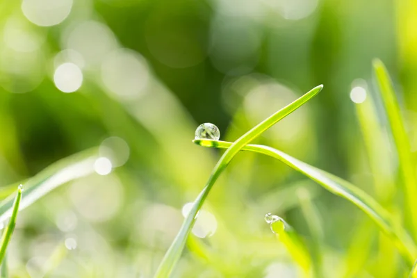 Naturaleza — Foto de Stock