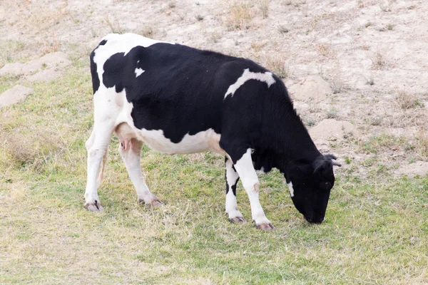 Příroda — Stock fotografie