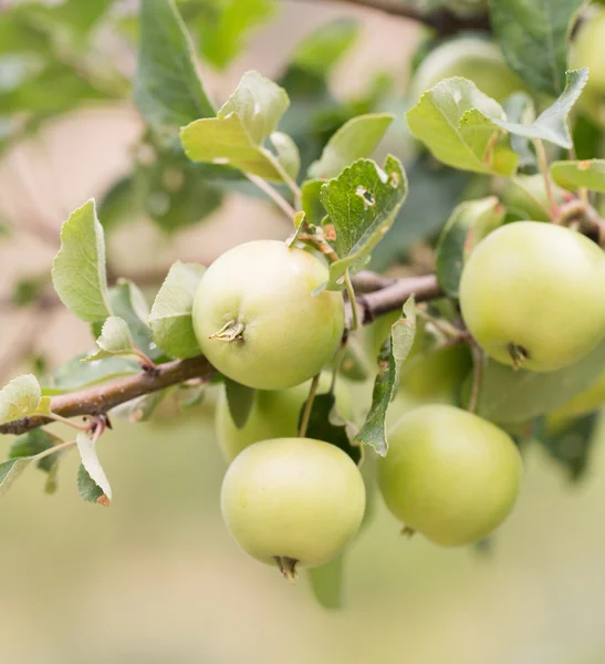 Nature — Stock Photo, Image