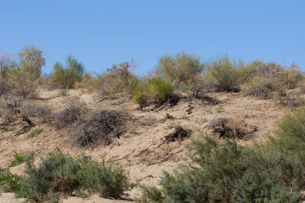 Doğa — Stok fotoğraf