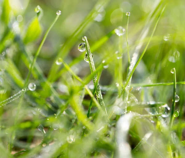 Natuur — Stockfoto