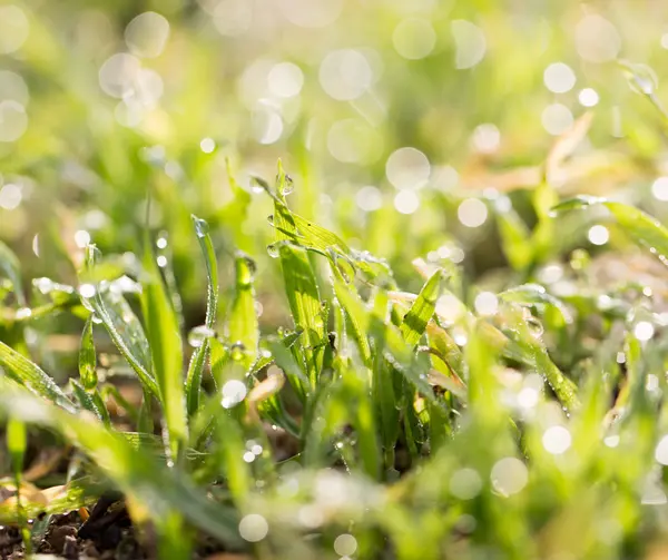 Nature — Stock Photo, Image