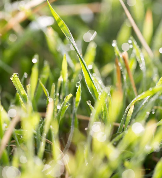 Nature — Stock Photo, Image