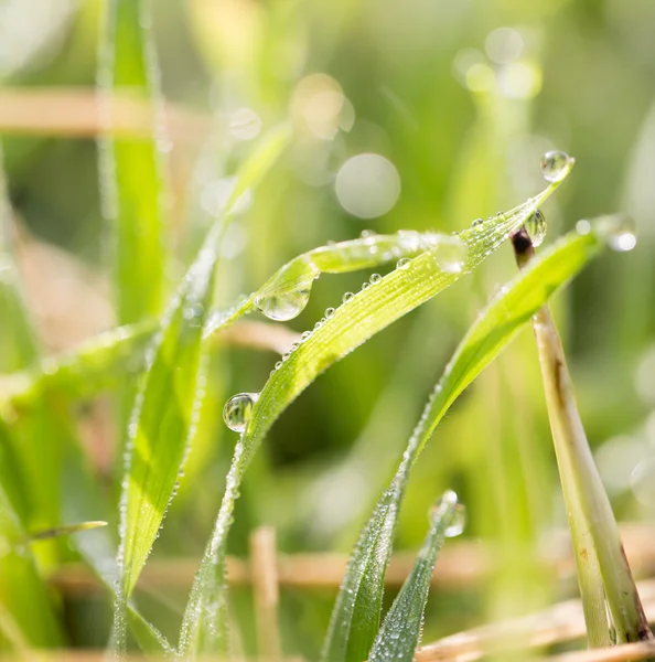 Natur — Stockfoto