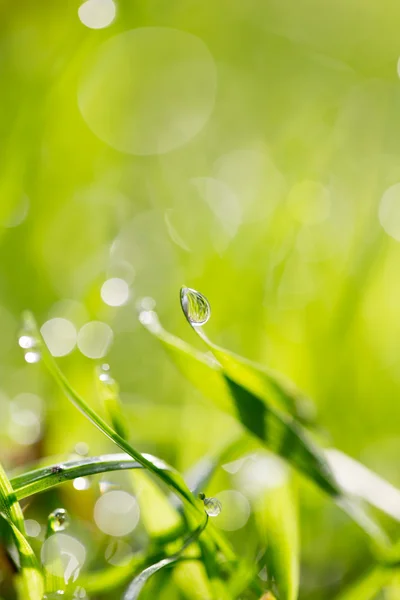 Natuur — Stockfoto