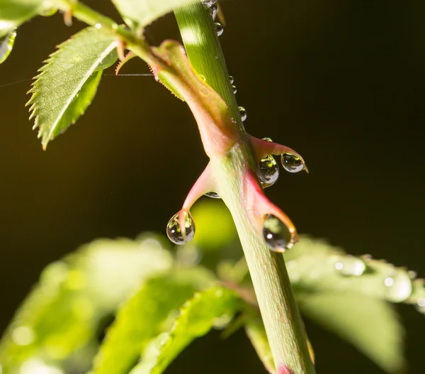 Natura — Foto Stock