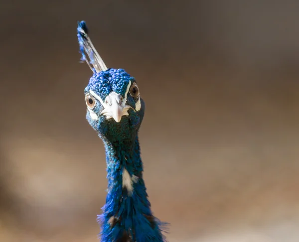 Natuur — Stockfoto