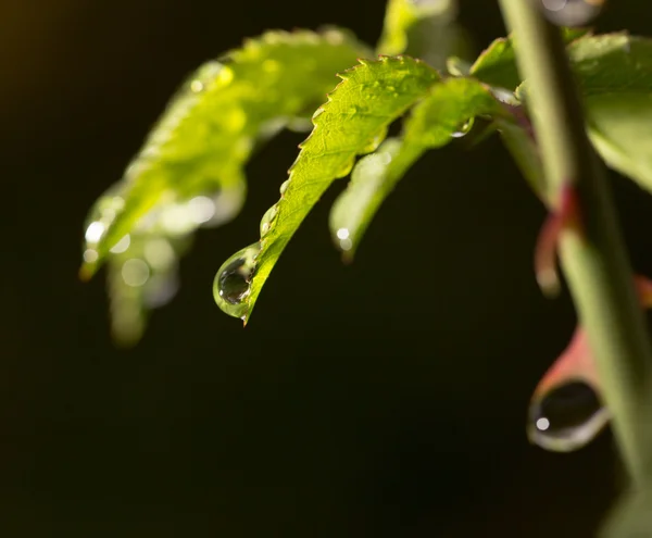 Natuur — Stockfoto