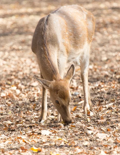 Natuur — Stockfoto