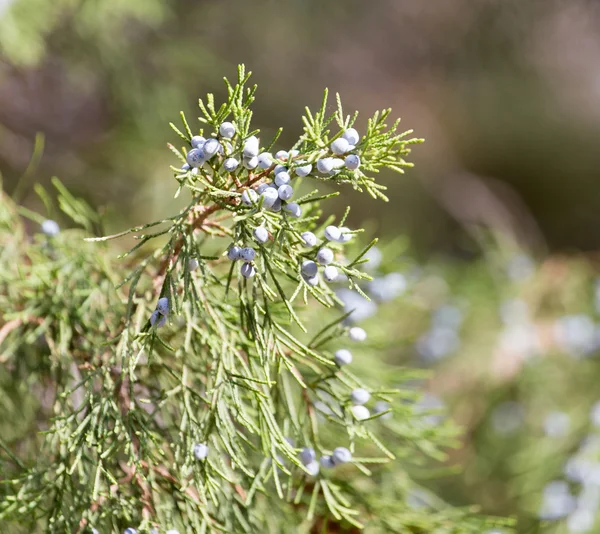 Natura — Foto Stock