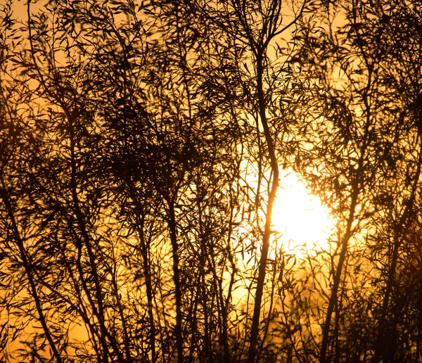 Natuur — Stockfoto