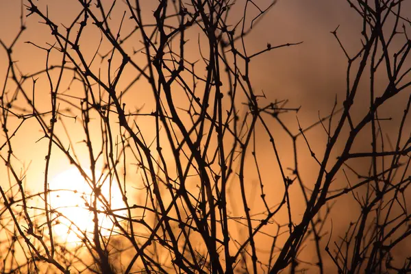 Nature — Stock Photo, Image