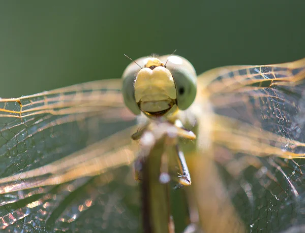 Natur — Stockfoto