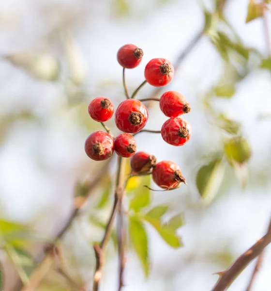 Natur — Stockfoto