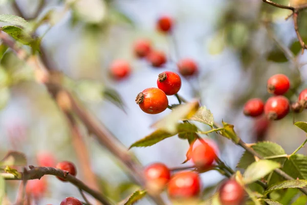 Nature — Stock Photo, Image