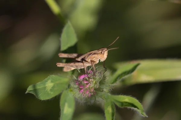 Natuur — Stockfoto