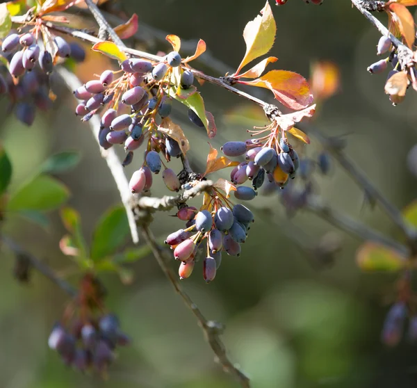 Naturaleza — Foto de Stock