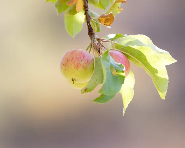 Natur — Stockfoto