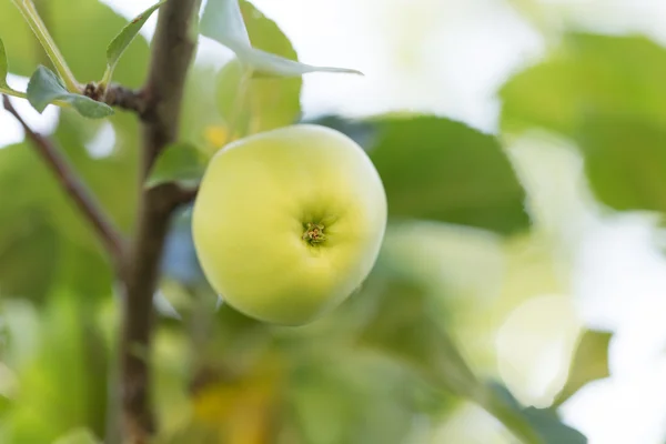 Naturaleza — Foto de Stock