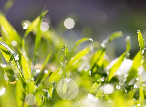 Naturaleza — Foto de Stock