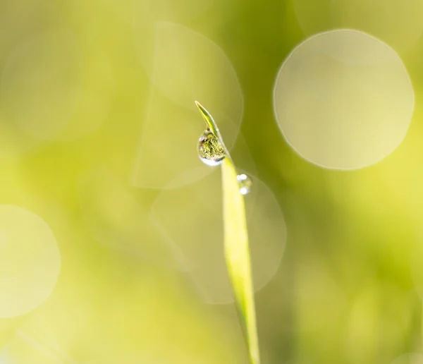 Natur — Stockfoto