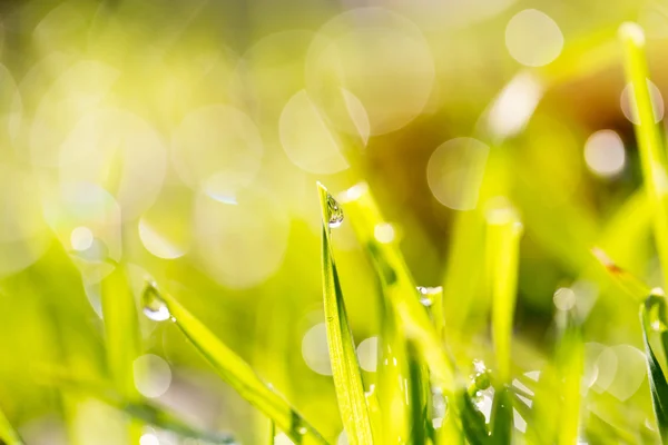 Naturaleza — Foto de Stock