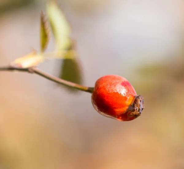 Příroda — Stock fotografie