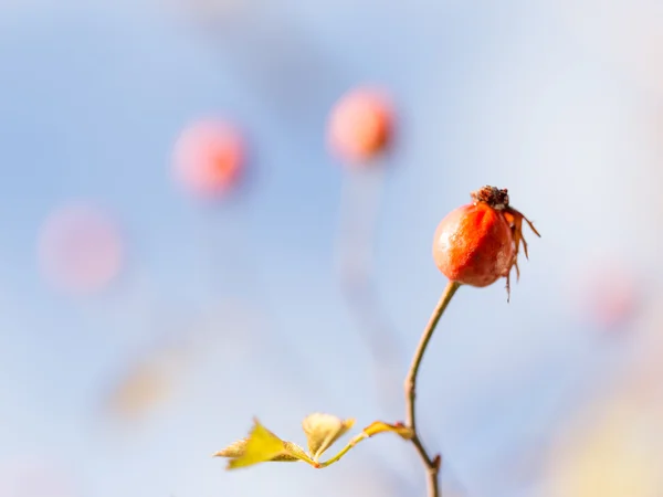 Naturaleza — Foto de Stock