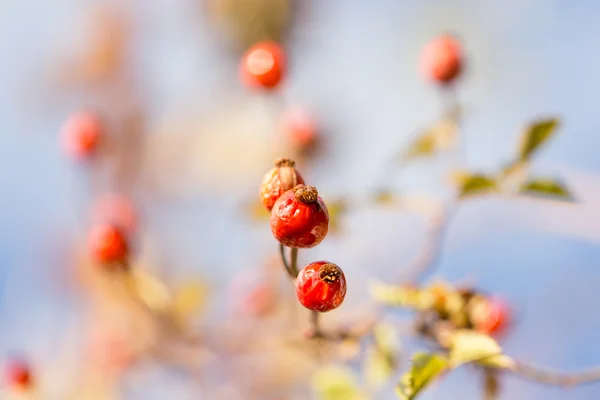 Natur — Stockfoto