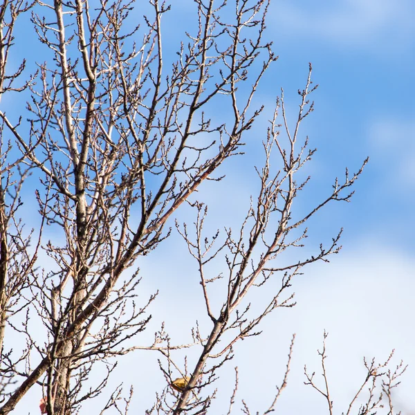 Natur — Stockfoto