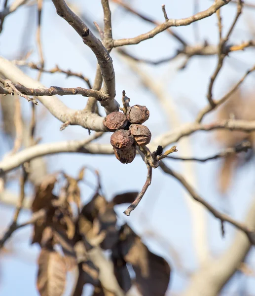 Nature — Stock Photo, Image