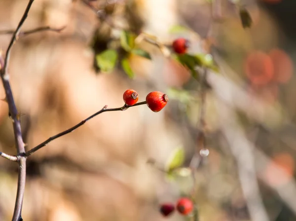 Natur — Stockfoto